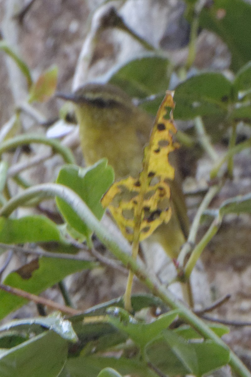 Sulawesi Leaf Warbler - ML199360921