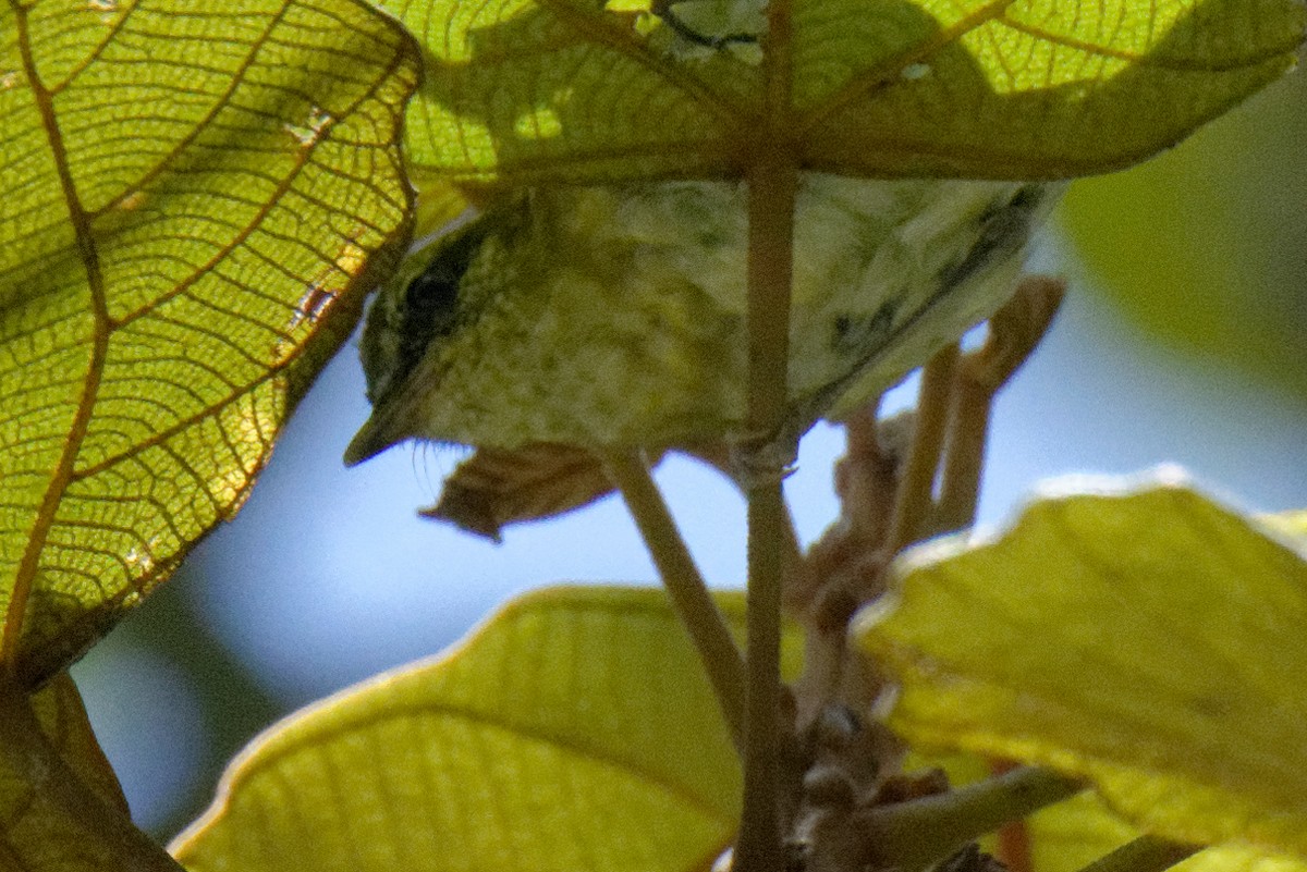 Sulawesi Leaf Warbler - ML199360931