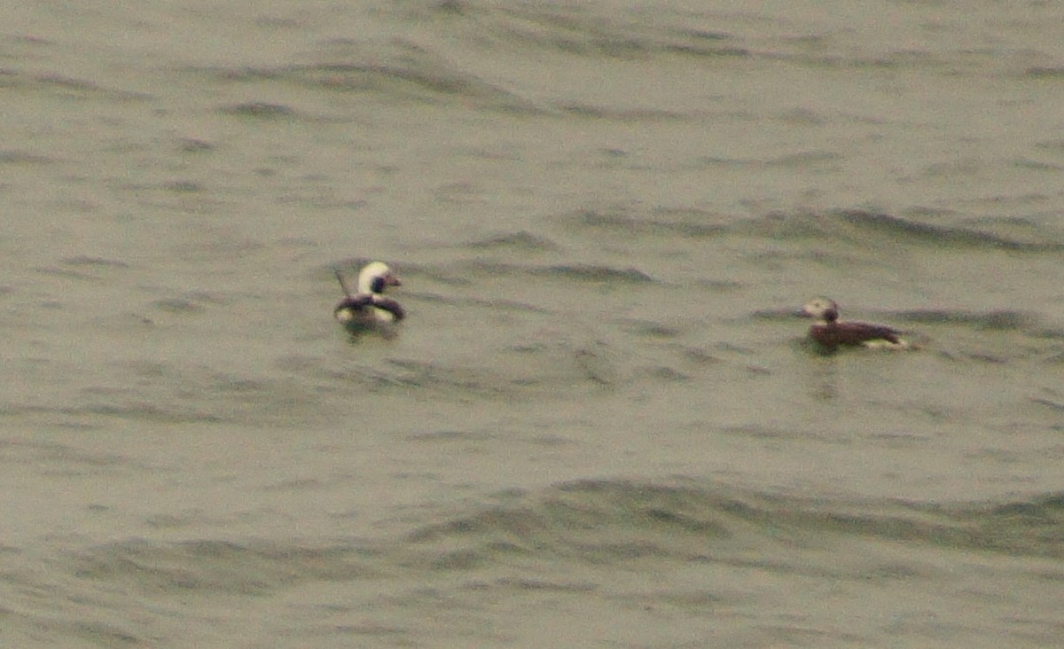 Long-tailed Duck - ML199361211