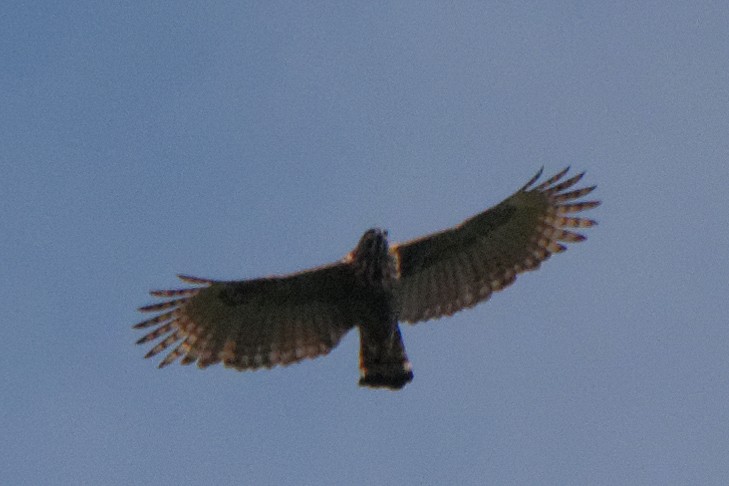 Sulawesi Hawk-Eagle - ML199361341