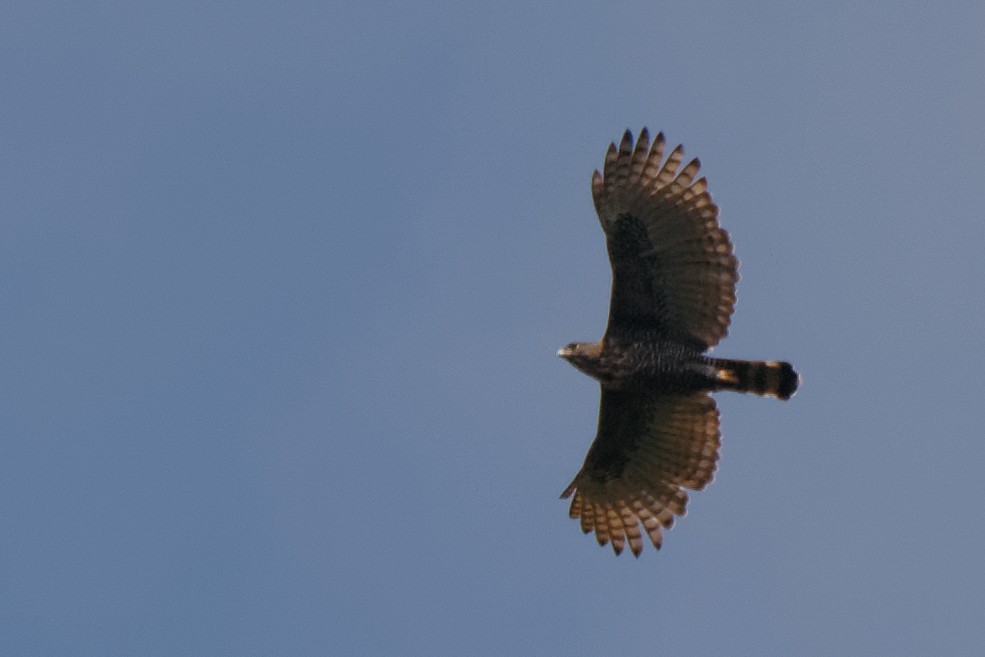 Sulawesi Hawk-Eagle - William Stephens