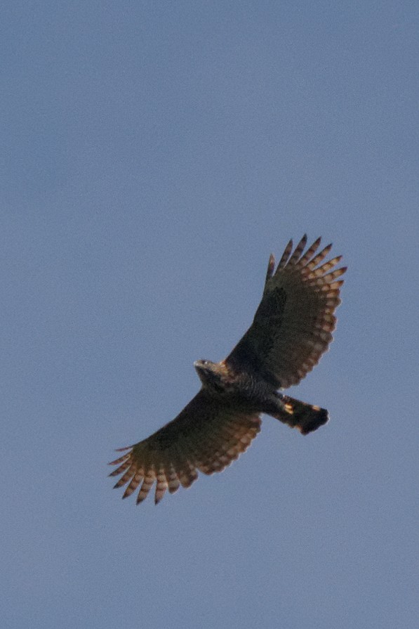 Sulawesi Hawk-Eagle - ML199361361