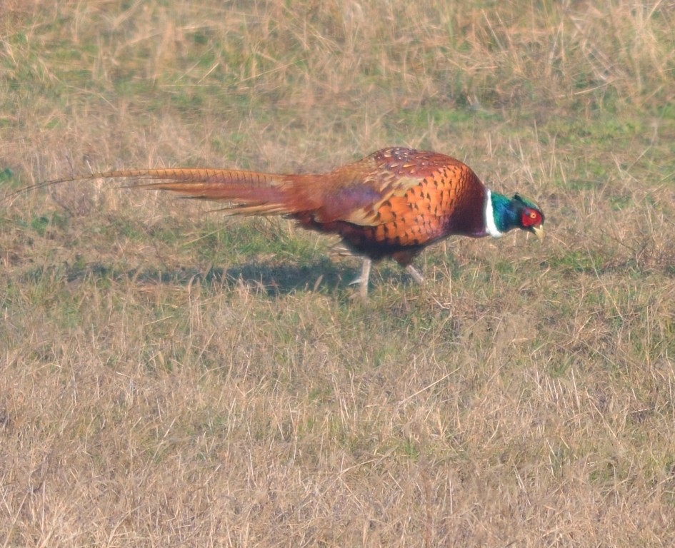 Ring-necked Pheasant - ML199364681