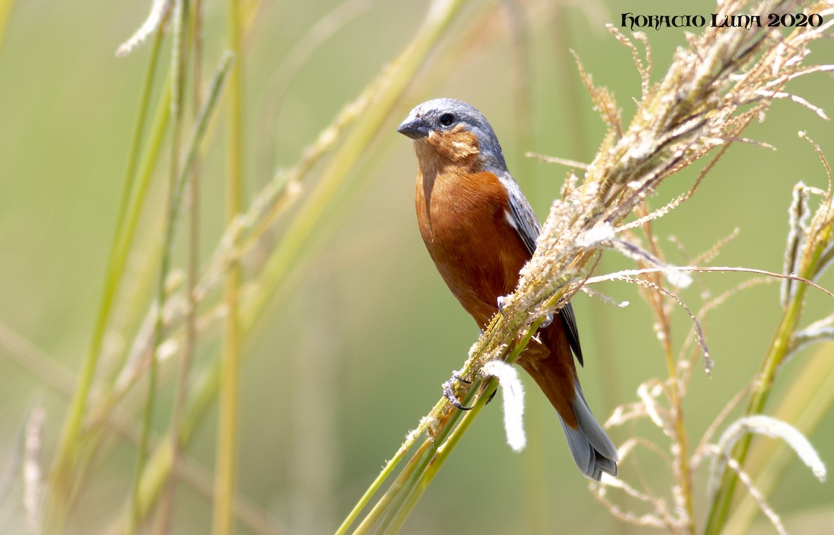 Tawny-bellied Seedeater - ML199366541