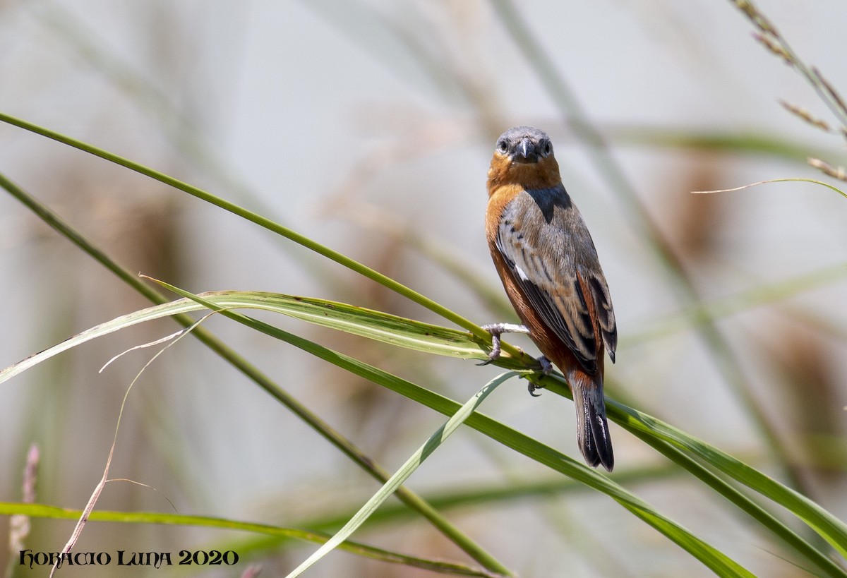 Tawny-bellied Seedeater - ML199366561