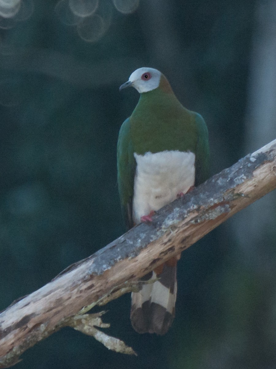 White-bellied Imperial-Pigeon - ML199366731