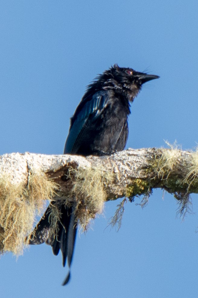 Hair-crested Drongo - ML199367851