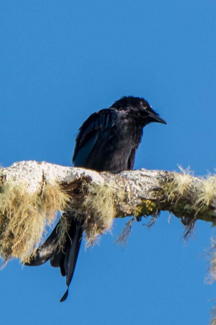 Hair-crested Drongo - ML199367861