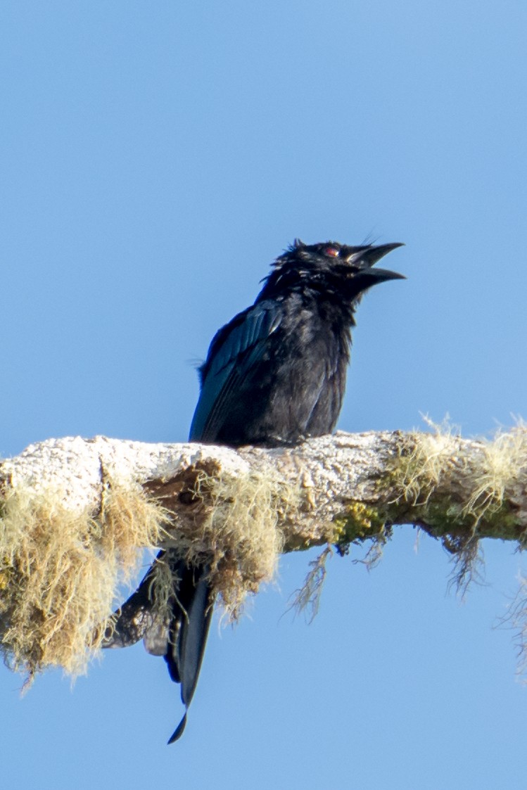 Hair-crested Drongo - ML199367871