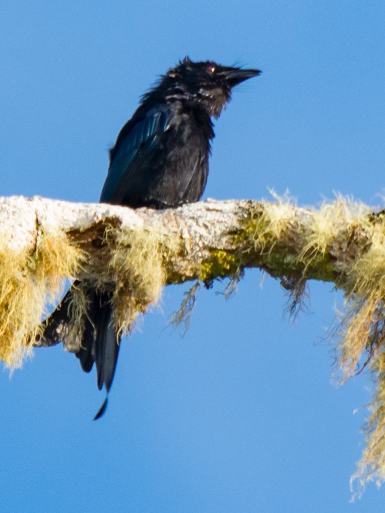 Hair-crested Drongo - ML199367881