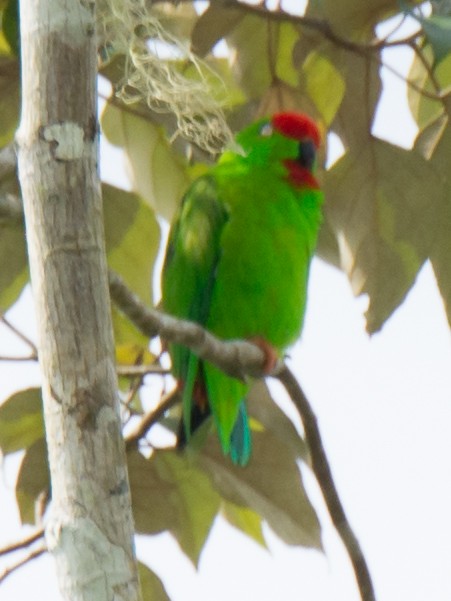 Sulawesi Hanging-Parrot - ML199368501
