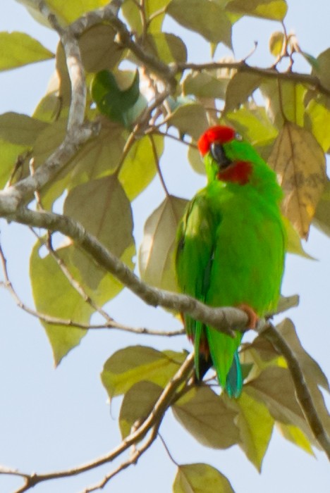 Sulawesi Hanging-Parrot - William Stephens