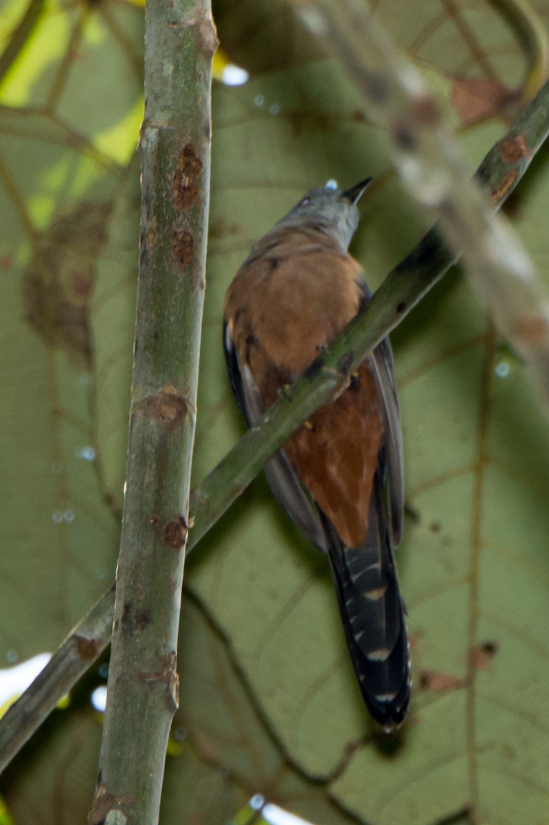 Brush Cuckoo (Sulawesi) - ML199369561