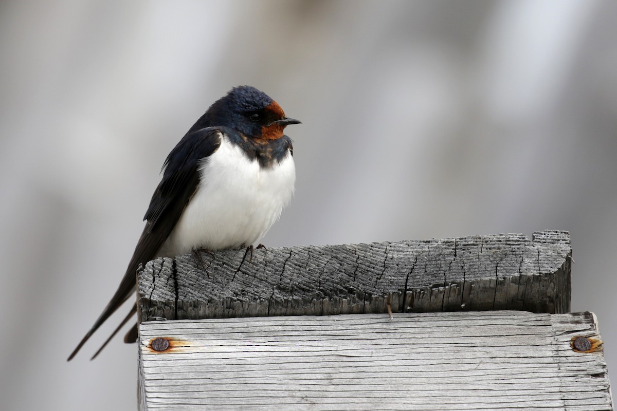 Barn Swallow (White-bellied) - Cameron Eckert