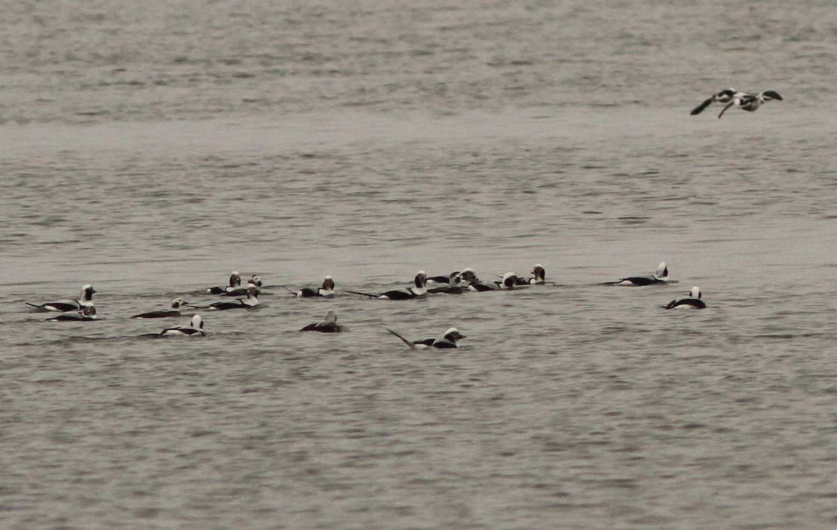 Long-tailed Duck - ML199376391