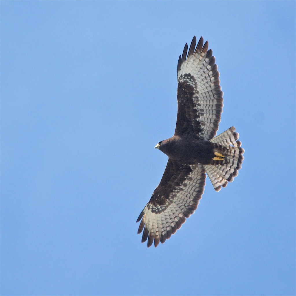 Short-tailed Hawk - Luis Iturriaga Morales