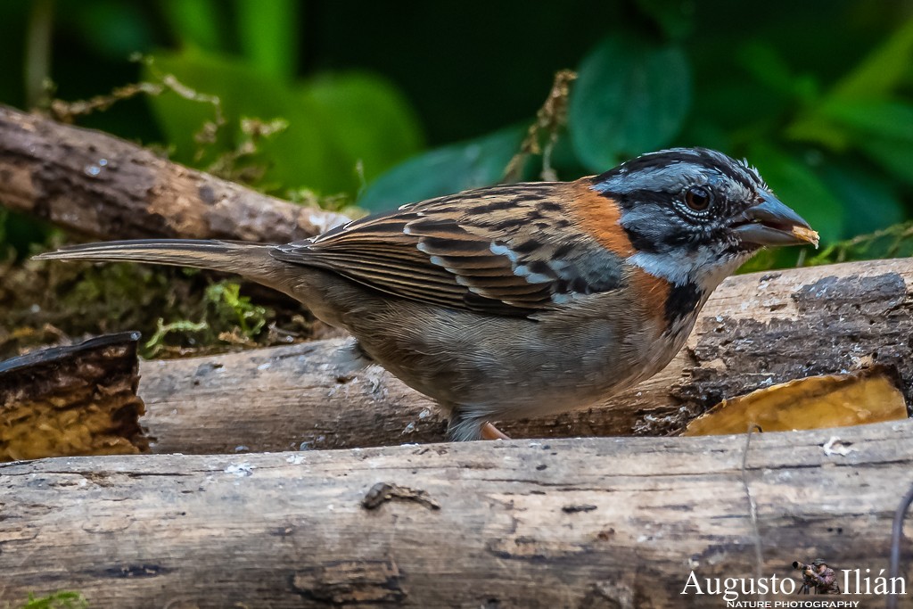Rufous-collared Sparrow - ML199379641