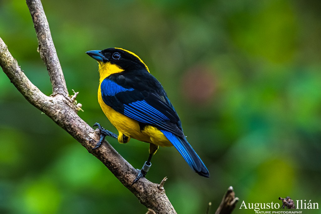Blue-winged Mountain Tanager - ML199379741