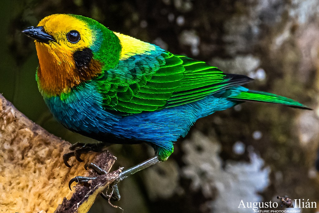 Multicolored Tanager - ML199379811