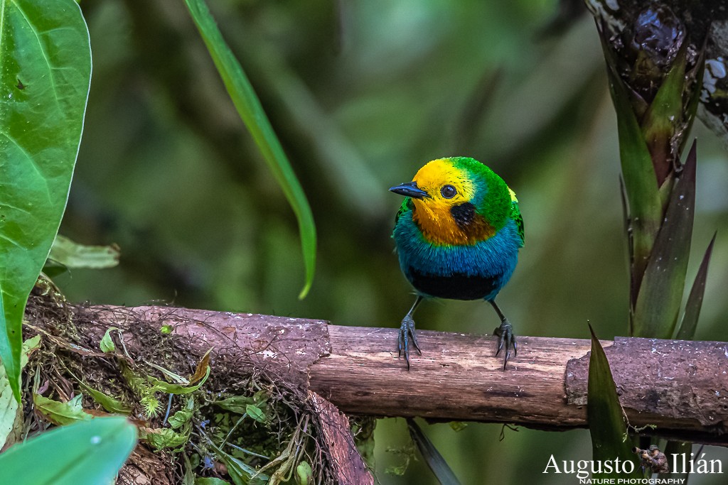 Multicolored Tanager - ML199379821