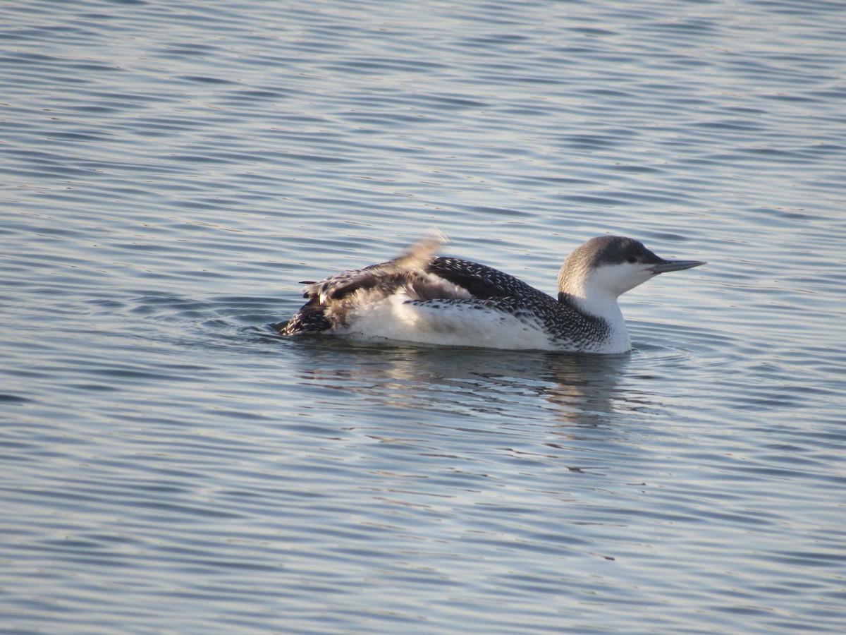 Red-throated Loon - ML199379991
