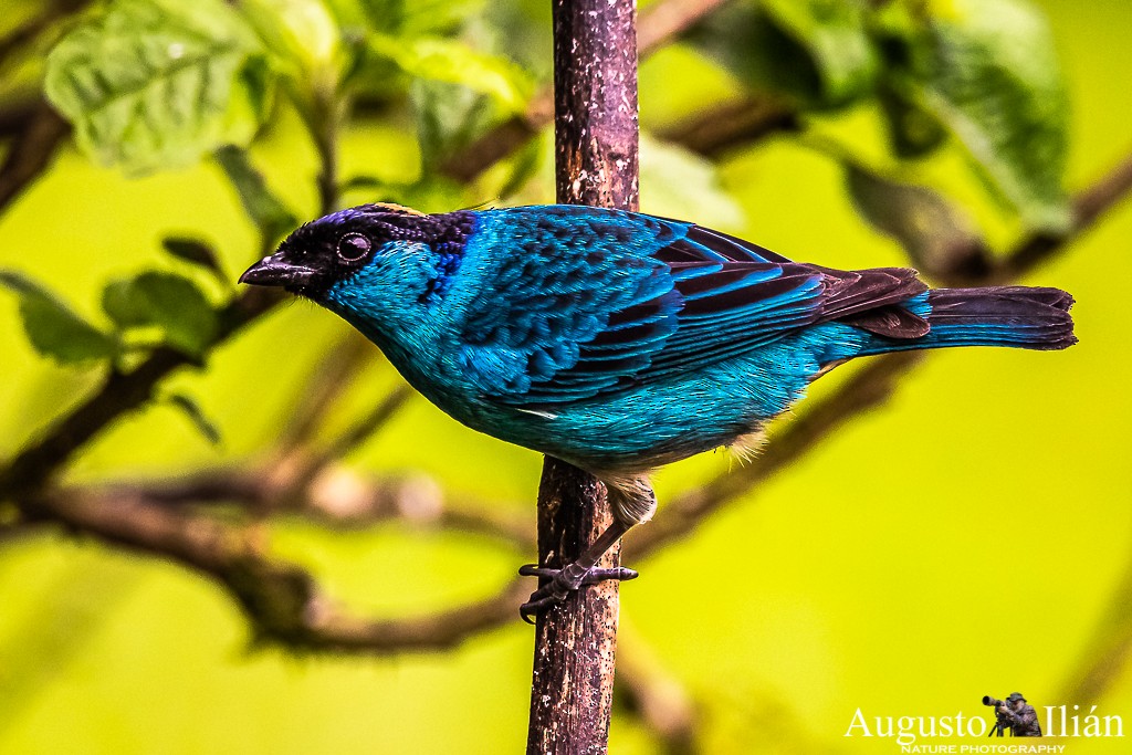 Golden-naped Tanager - ML199380311