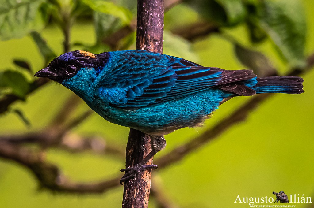 Golden-naped Tanager - ML199380321