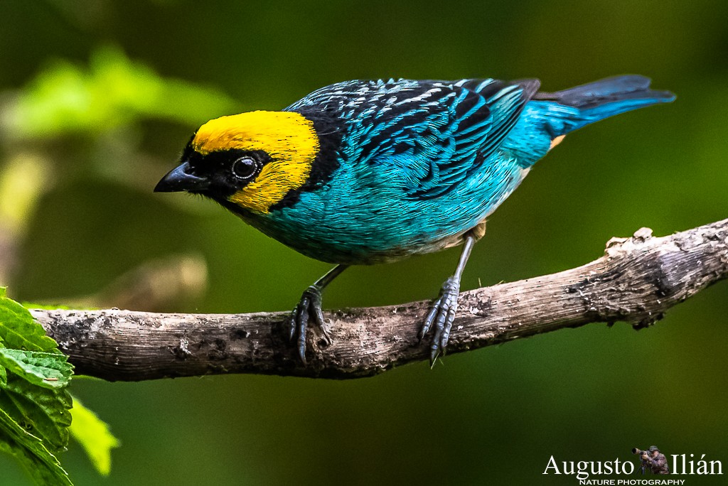 Saffron-crowned Tanager - ML199380491