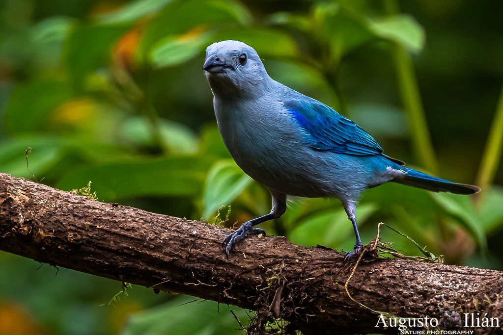 Blue-gray Tanager - ML199381071