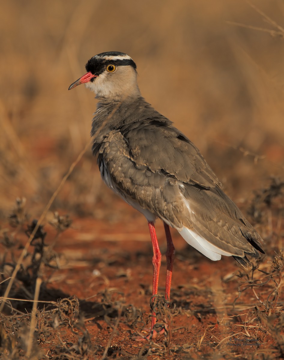 Crowned Lapwing - ML199382171