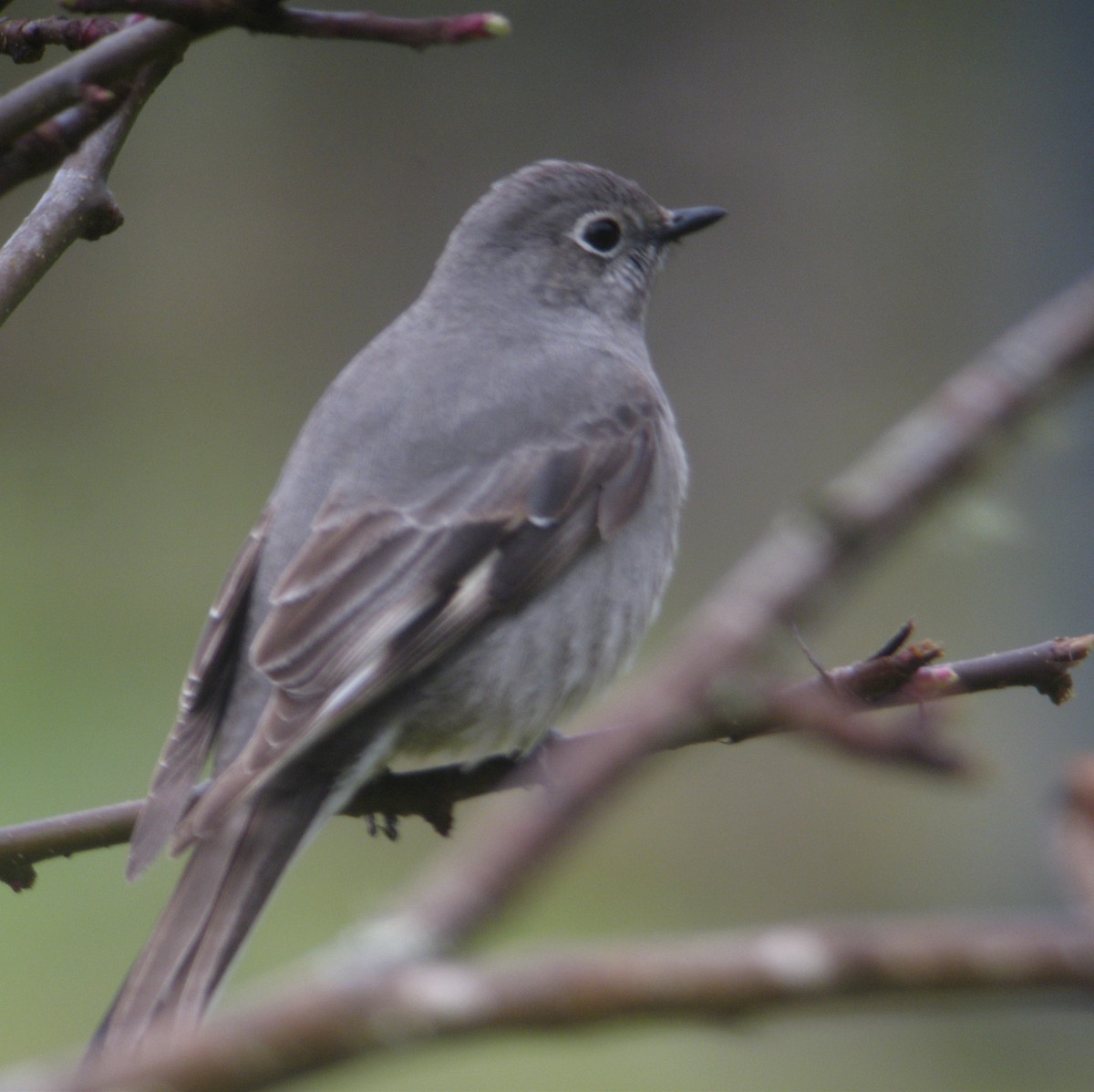 Townsend's Solitaire - Andrew Emlen