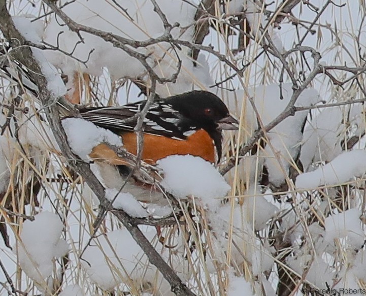 Spotted Towhee - ML199386731