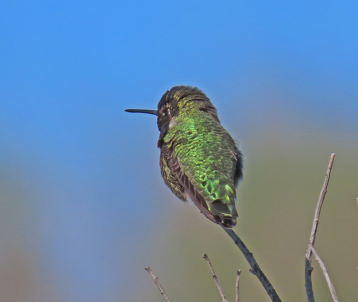 Anna's Hummingbird - ML199389341