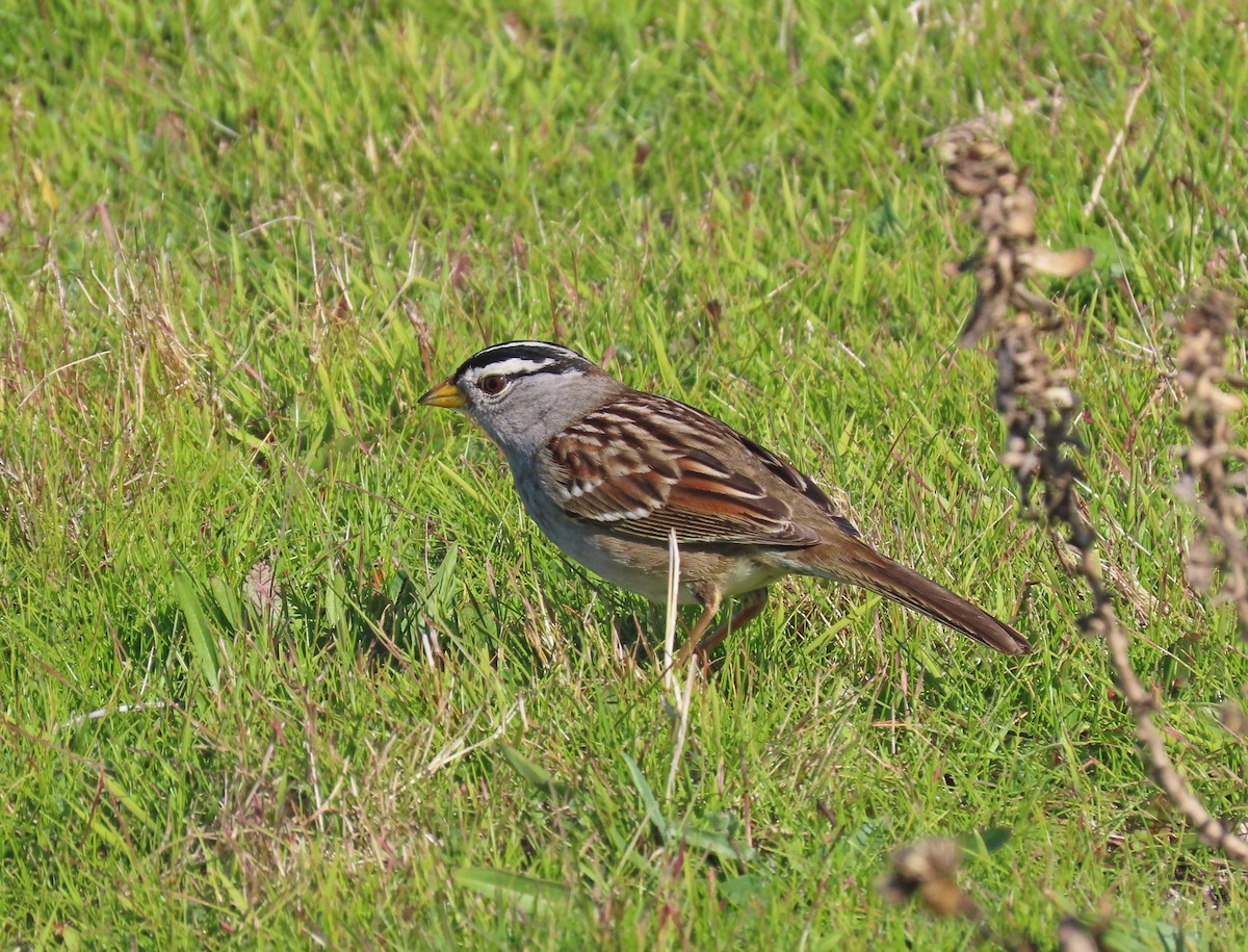 White-crowned Sparrow (nuttalli) - ML199390211