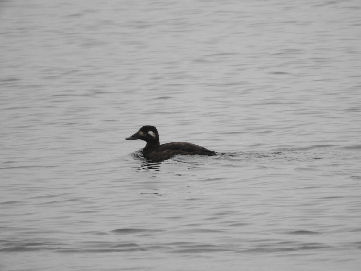 White-winged Scoter - Raymie Miller