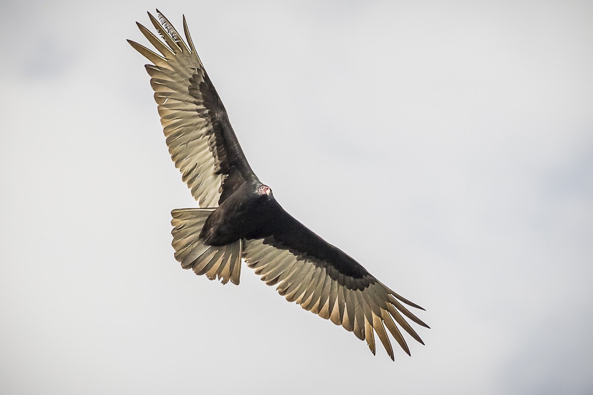 Turkey Vulture - Paul Thomas