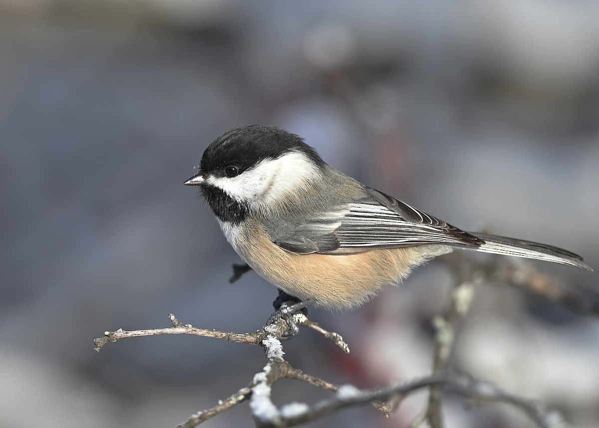 Black-capped Chickadee - André Lanouette