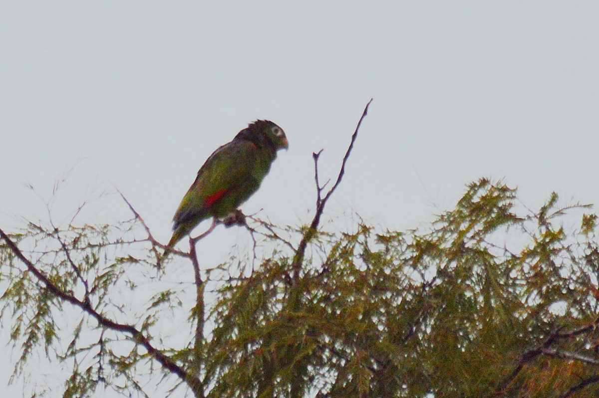 Yellow-crowned Parrot - ML199400701