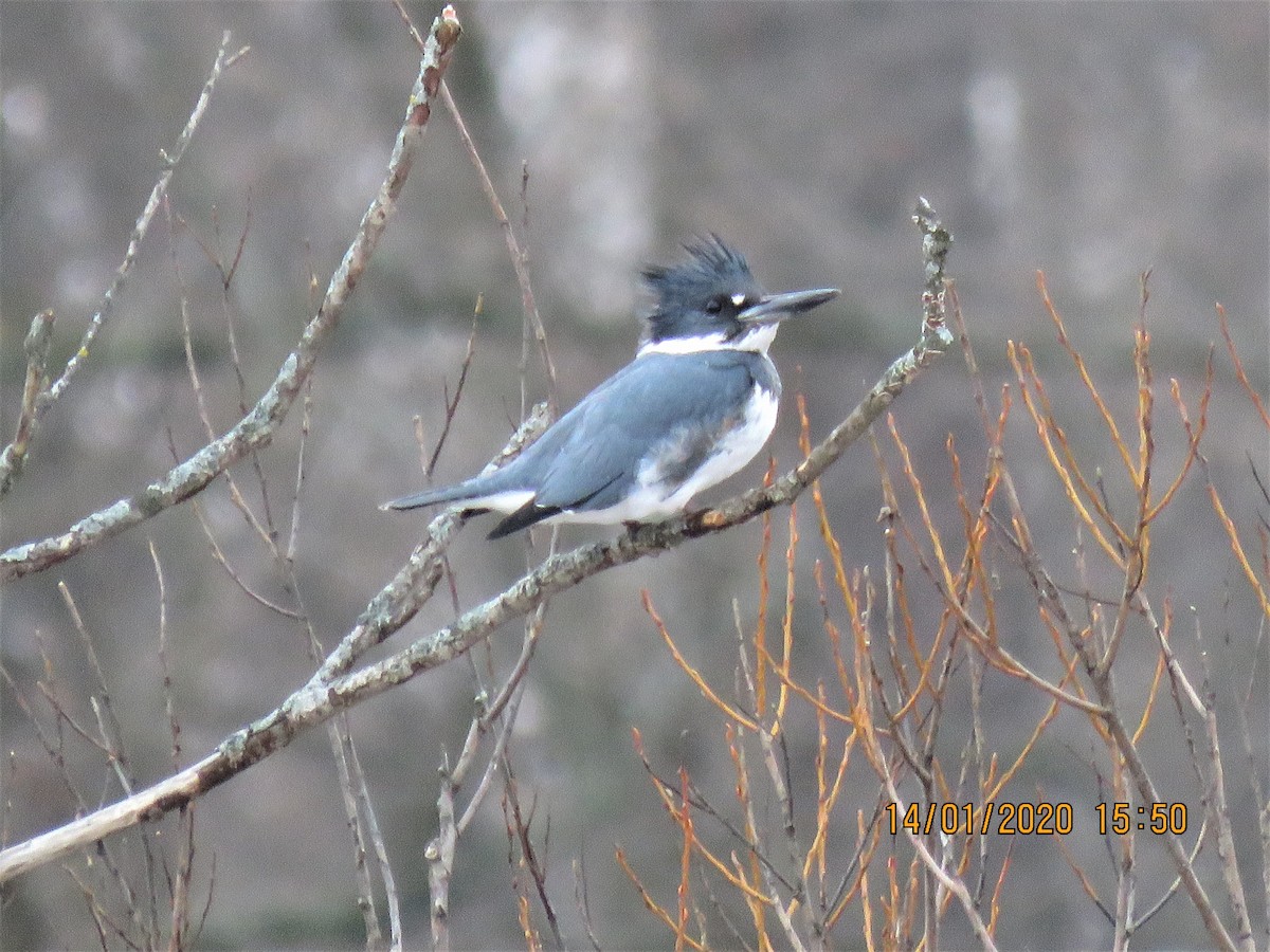 Belted Kingfisher - ML199404171