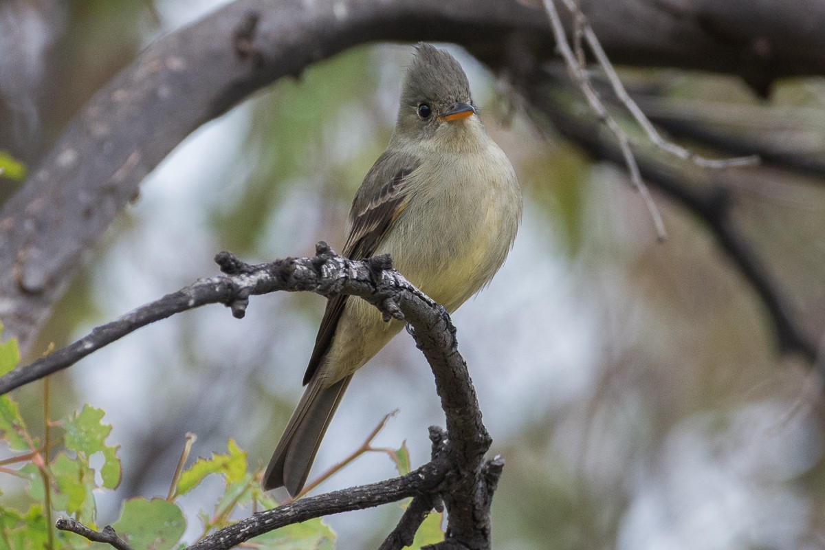 Greater Pewee - ML199405301