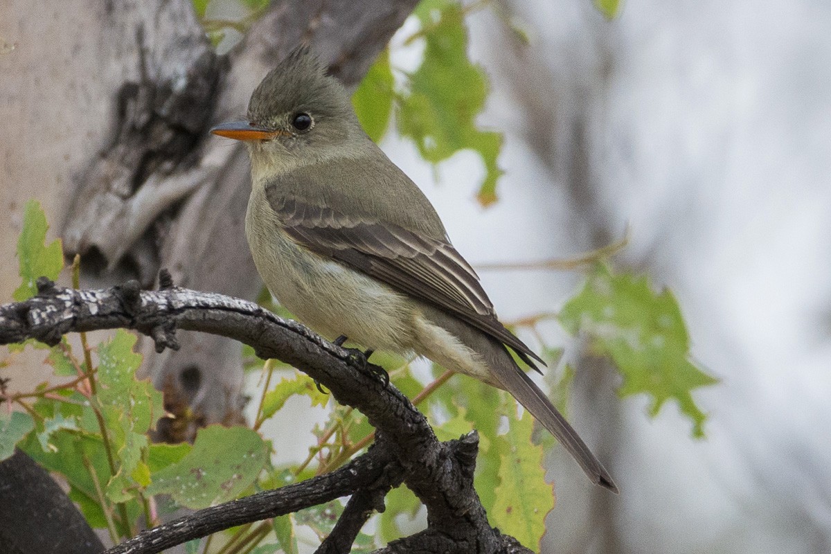 Greater Pewee - ML199405741