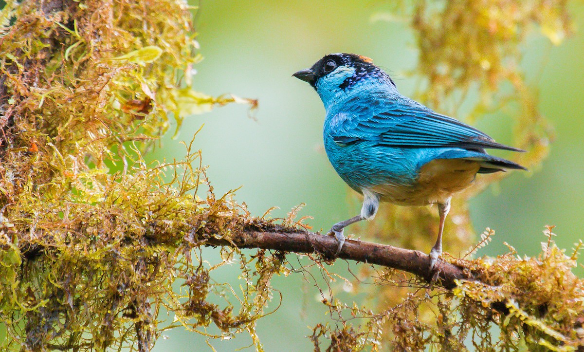 Golden-naped Tanager - ML199408751