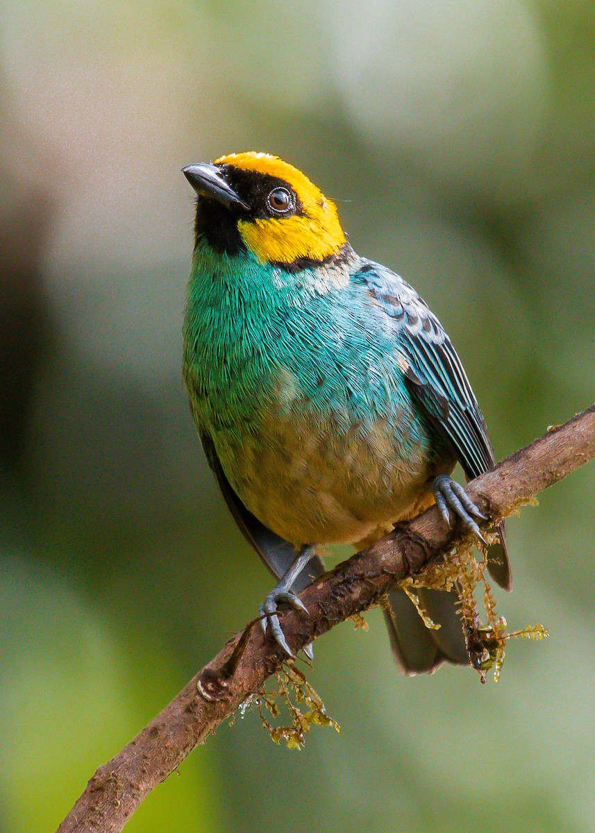 Saffron-crowned Tanager - ML199408831