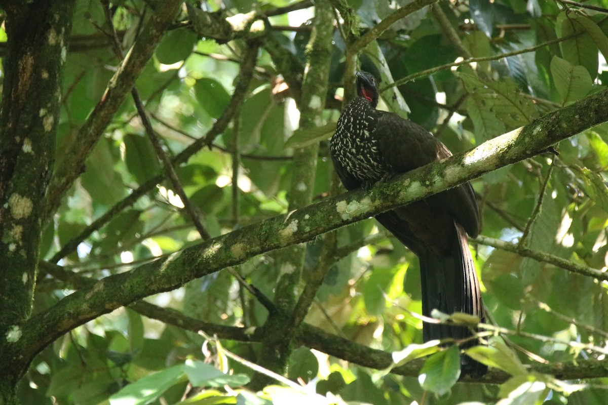 Crested Guan - ML199409051