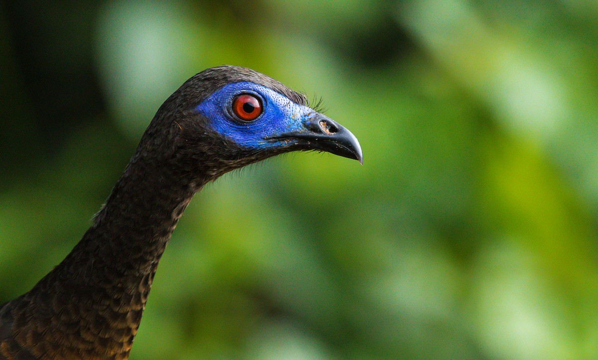 Sickle-winged Guan - ML199409151