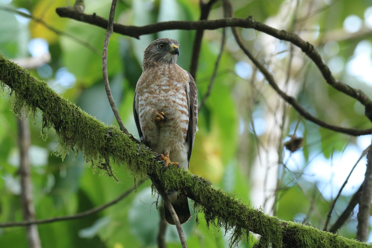 Broad-winged Hawk - Andrew E and Rebecca A Steinmann