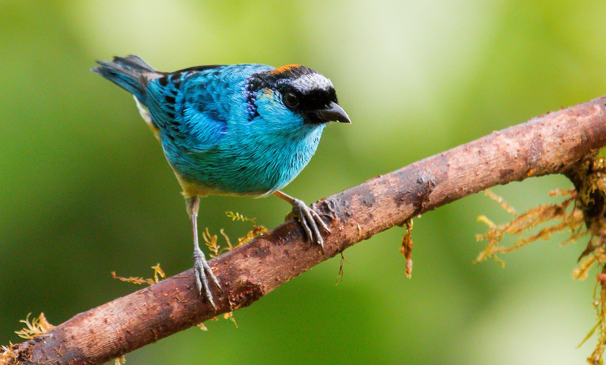 Golden-naped Tanager - ML199409451