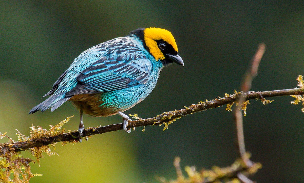 Saffron-crowned Tanager - ML199409561