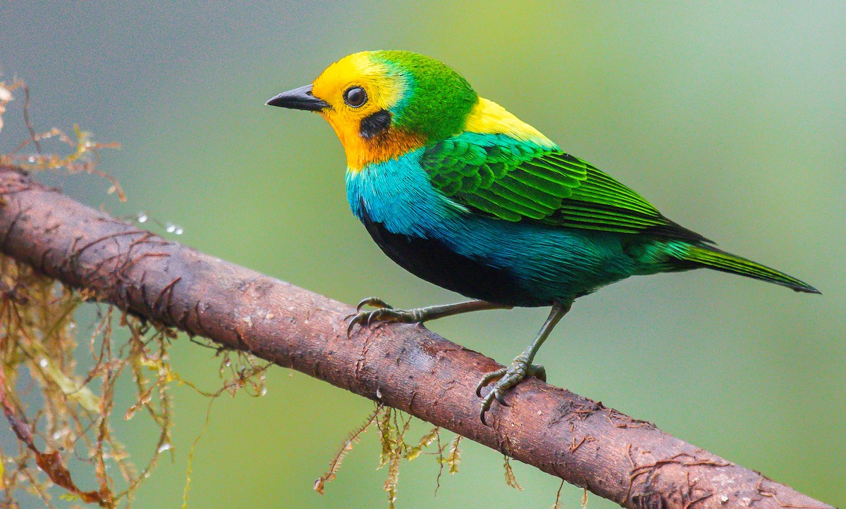 Multicolored Tanager - ML199409711