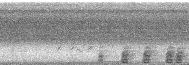 ヒロハシサギ（cochlearius／panamensis） - ML199411